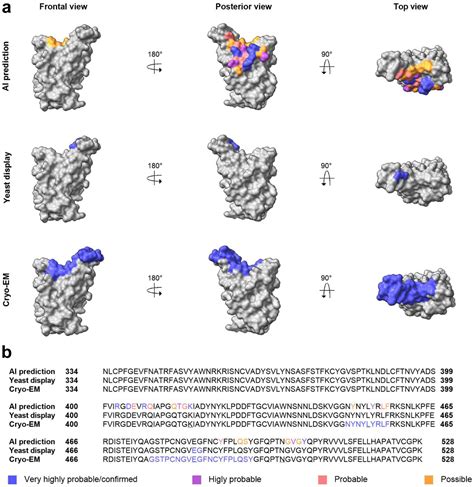 Integrating Artificial Intelligence Based Epitope Prediction In A Sars