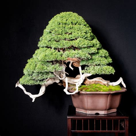 Bonsai Zentrum Heidelberg Hochzeit 2