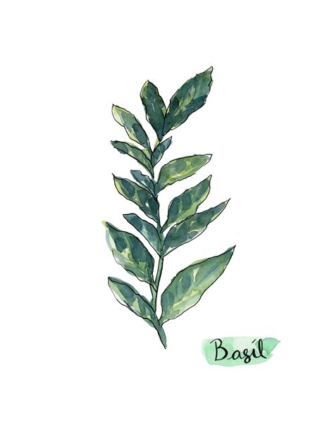 Watercolor Basil at PaintingValley.com | Explore collection of ...