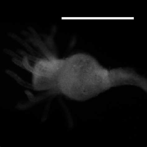 Stages of reverse development in Turritopsis dohrnii. (A) Control ...