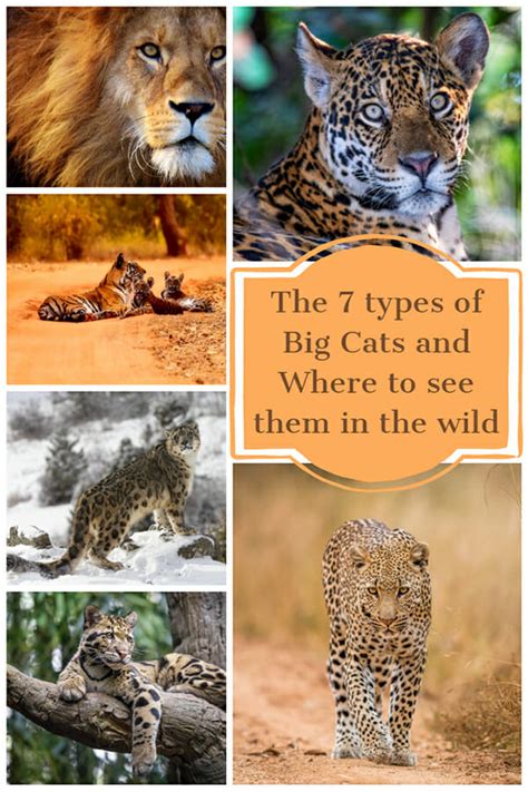 All 40 Species Of Wild Cats And Where To See Them In The Wild Wild Cats Cat Species Big Cat