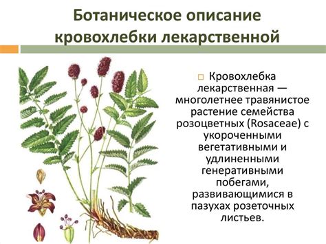 Кровохлебка - польза и применение в народной медицине