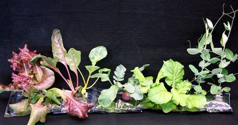 NASA Perfects The Art Of Growing Vegetables In Outer Space