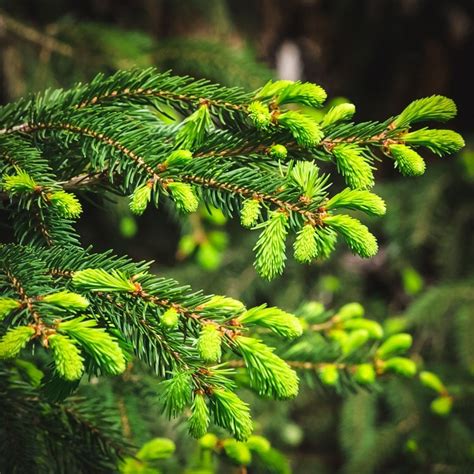 How To Identify Conifer Trees Pine Fir Spruce Juniper And More