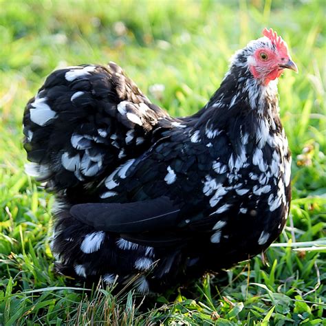 Mottled Cochin Bantam Hatching Eggs