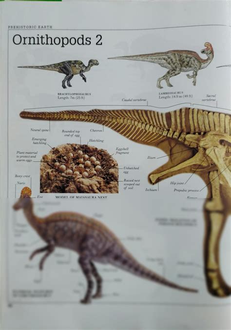 SOLUTION: Ornithopods 2 prehistoric earth - Studypool