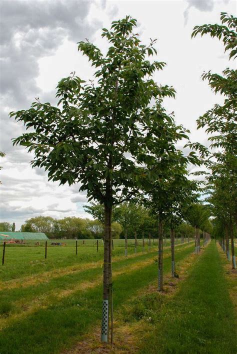 Prunus Serrulata Taihaku Rosaceae Van Den Berk Nurseries