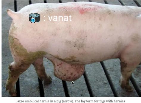 Hernias In Pigs Farm Grid