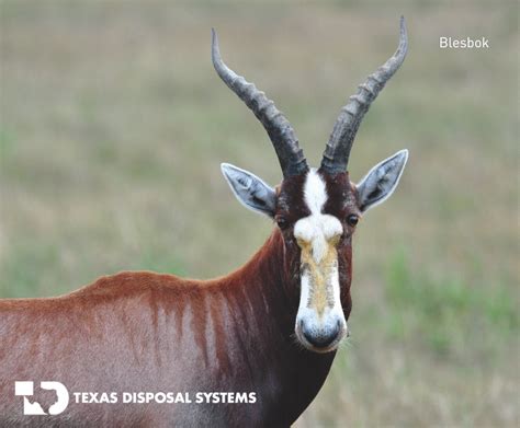 Exotic Animal Wildlife Ranch - Texas Disposal Systems