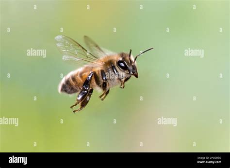 Western Honey Bee Western Honey Bees European Honey Bee Apis