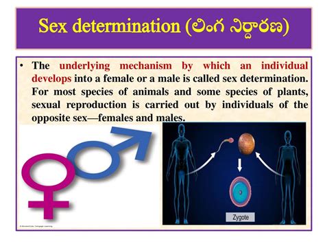 Sex Determination లింగ నిర్దారణ Ppt Download