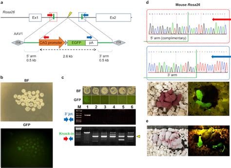 Generation Of Knock In Mice By Simultaneous Electroporation Of Cas Rnp