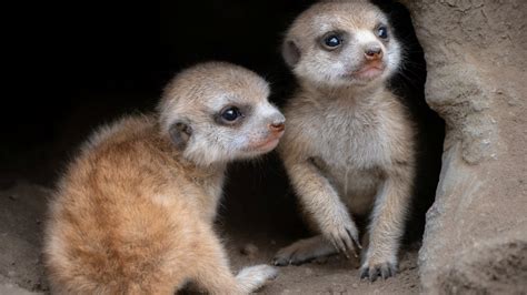 Baby Meerkats Debut at LA Zoo – NBC Los Angeles