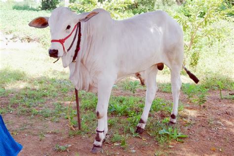 వ్యవసాయం: Ongole cattle