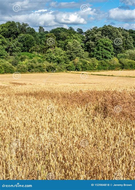 Wild Oats, Avena Fatua. Farmland Weed, England Stock Photo - Image of