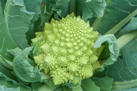 Cauliflower More Than Meets The Eye Napa Master Gardener Column