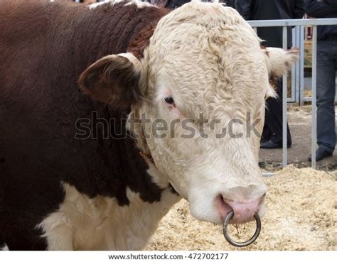 Bull Breed Hereford Stock Photo 472702177 | Shutterstock