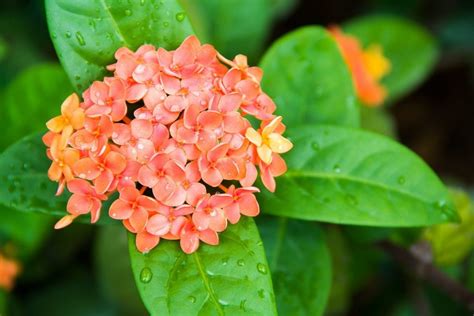 Ixora Any Color Plant Wild Roots