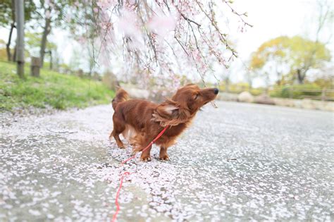 犬の予防接種｜狂犬病・混合ワクチンの種類と費用｜アクサダイレクト