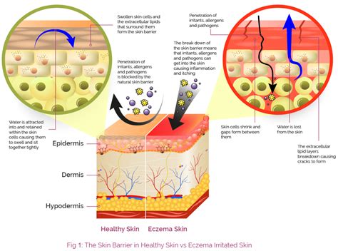 The Chemical Composition Of Our Protective Shield A Deep Dive Into