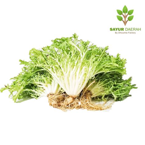 Jual Lettuce Endive Frisee Gr Sayur Daerah Shopee Indonesia