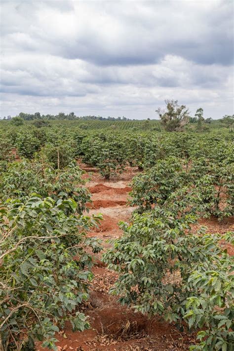 Coffee Farming In Kenya Ripe Beans Red Green Farm Plantation Plant