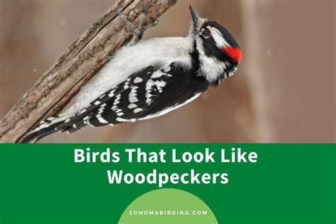 12 Birds That Look Like Woodpeckers Sonoma Birding