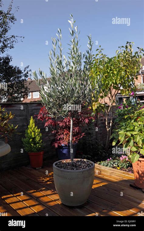 Olea Europaea Olivenbaum Topf Gewachsen Stockfotografie Alamy