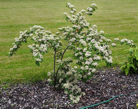 Photo Cotoneaster Lacteus Plant Lust