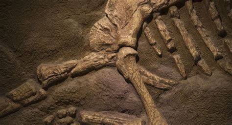 Nova espécie de dinossauro gigante é descoberta na Argentina FOTOS