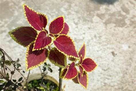 Coleus O Miyana O Miana Hojas O En Latino Coleus Scutellaricides Es Una