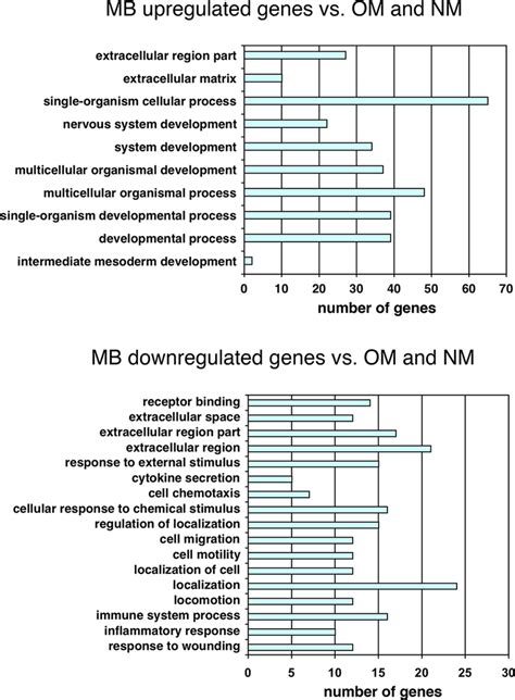 Gene Ontology Analysis Of Genes Upregulated And Downregulated Go Download Scientific Diagram