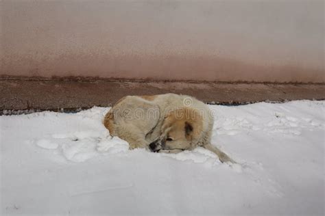 Homeless Dog Sleeping on Snow. Stray Dogs in the City in Winter. Urban ...