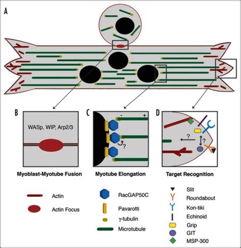 Cytoskeletal Remodeling During Myotube Assembly And Guidance