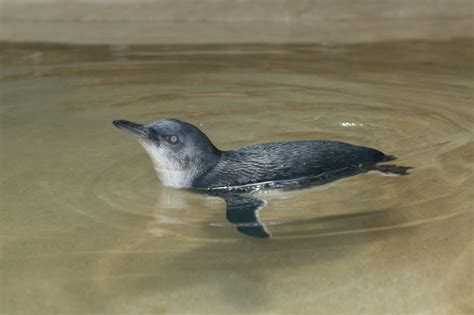 First Little Blue Penguin Hatches at WCS’s Bronx Zoo - ZooBorns