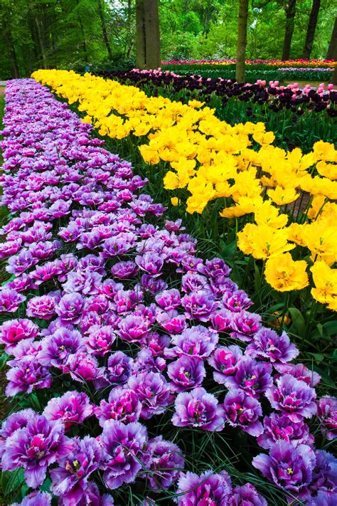 Keukenhof 꽃 정원 Lisse 네덜란드 네덜란드의 튤립 필드 무료 사진