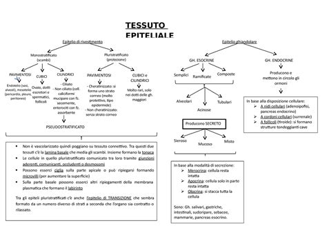 Tessuto Epiteliale Tessuto Epiteliale Epitelio Di Rivestimento