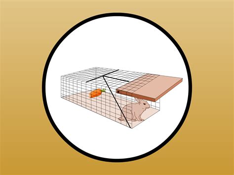 How To Catch A Baby Wild Rabbit at Alison Mclemore blog