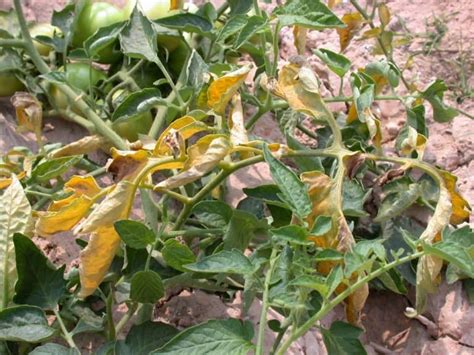 9 Reasons For Wilting Tomato Plants How To Fix It Tomato Bible