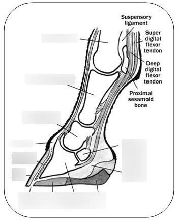 ANSI 3414 Lab 4 (Fetlock & Foot Anatomy) Diagram | Quizlet