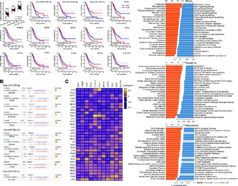 Binding Site Of Core Mirnas And Their Effects A The Expression Of