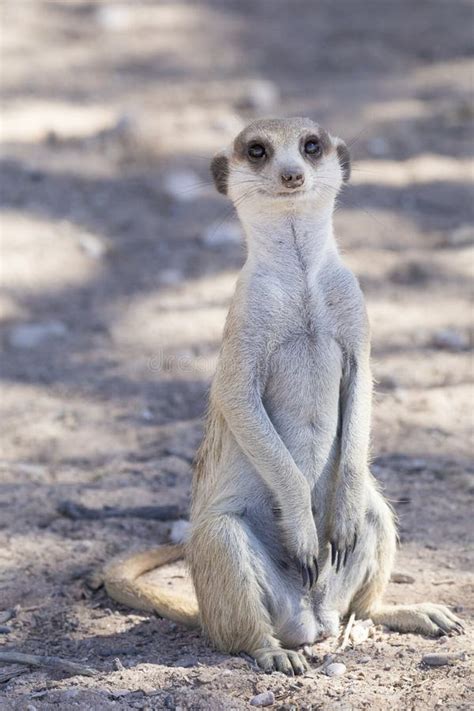 Meerkat Suricata Suricatta Kgalagadi Transfrontier Park Northern