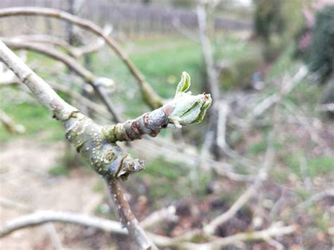 Bud Burst What Does This Mean For Fruit Trees In The Garden Suffolk