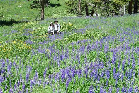 Mount Dana Yosemite Trails Pictures