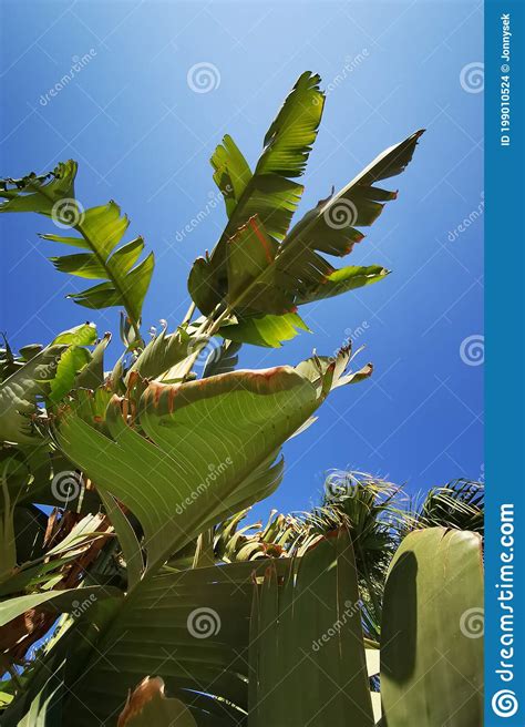 Banana plant and blue sky stock photo. Image of nature - 199010524