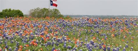 Texas Native Plants & Wildflowers - Texas Capital Forum & Coalition