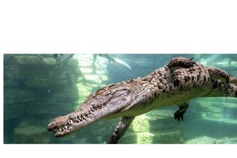 Dubai Crocodile Park