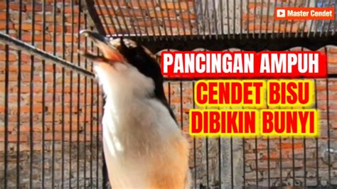 PENTET BAHAN PASTI NYAUT PANCINGAN CENDET GACOR BIKIN CENDET BISU