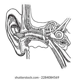 Anatomy Human Earvector Illustration Isolated On Stock Vector (Royalty ...