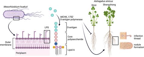 Lipopolysaccharide LPS O Antigen Polymerase Gene MCHK 1752 From